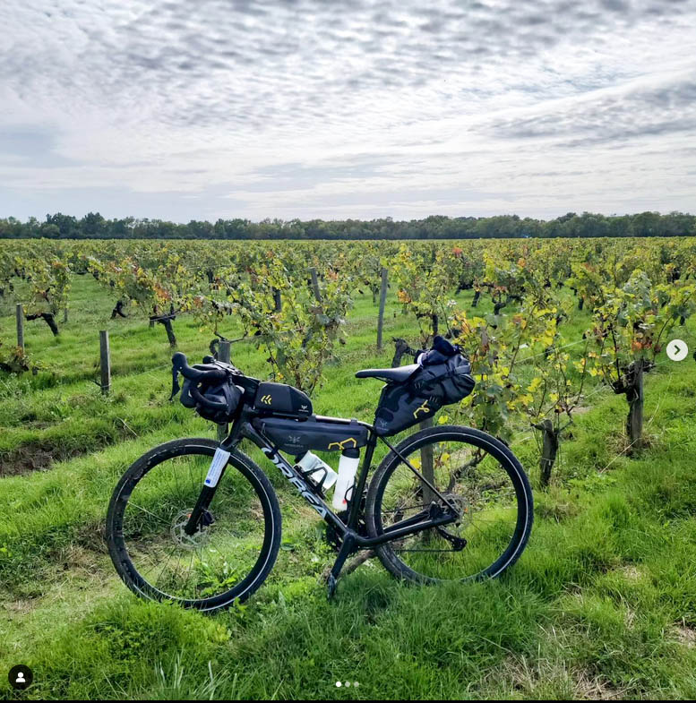 Dans les vignes du bordelais